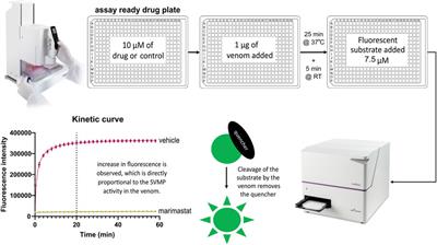 Snakebite drug discovery: high-throughput screening to identify novel snake venom metalloproteinase toxin inhibitors